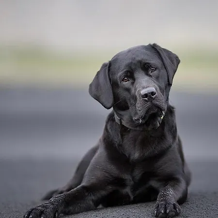 Kapeller Casa de Férias *