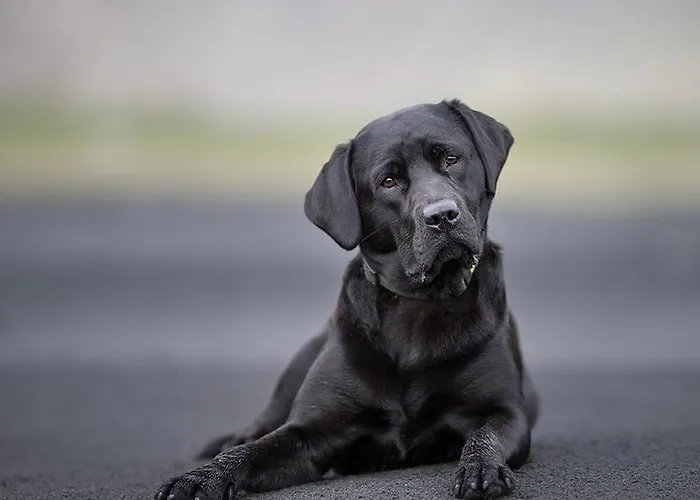 Kapeller Сasa de vacaciones *